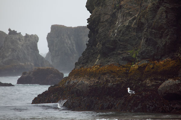 Seagulls Seastacks Bandon Oregon