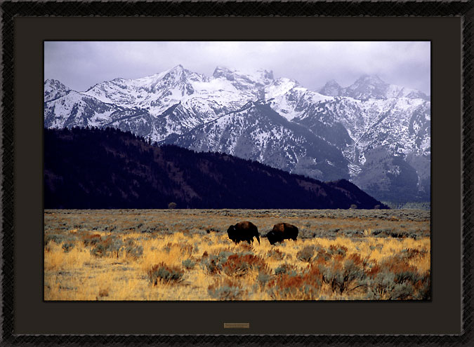 Bison - Buffalo, Jackson Hole, Grand Teton National Park, Wyoming, photographer Fine Art Photography