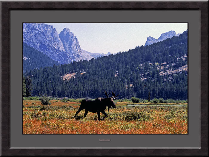 Framed Photograph, Bull Moose, Wind River Mountains, Wyoming Green River Lakes, Fine Art Photography by David Whitten