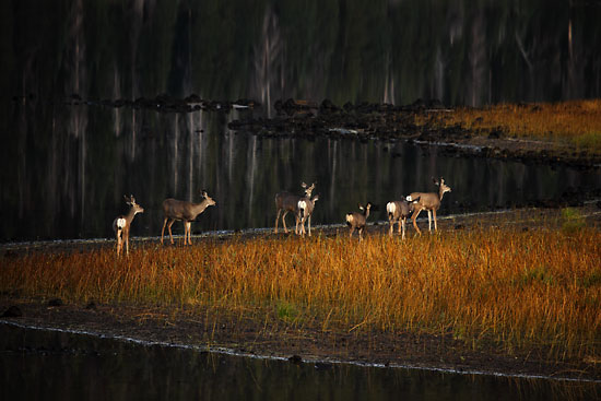 Deer Sparks Lake South Sister near Bend Oregon