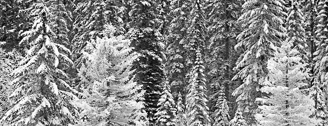 Black and White Photograph Winter Forest abstract compostion photographer - Fine Art Photography
