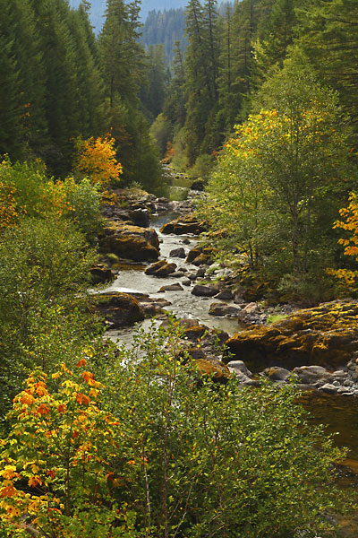 Steamboat Canton Creek Umpqua National Forest Oregon