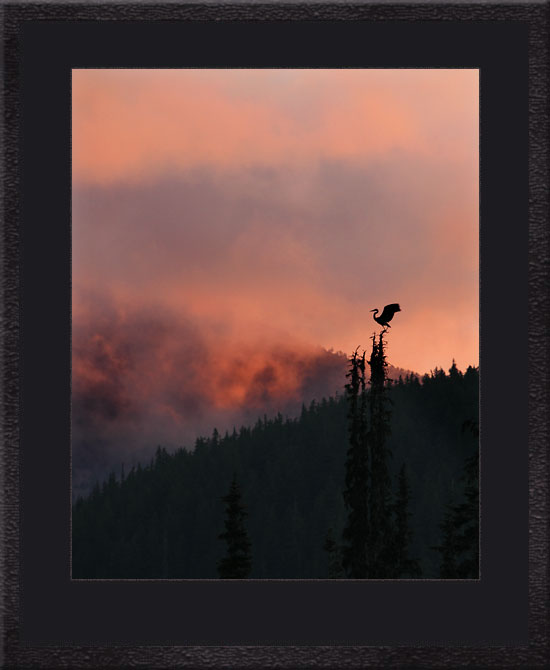 Crane in Tree Cascade Mountains Oregon.