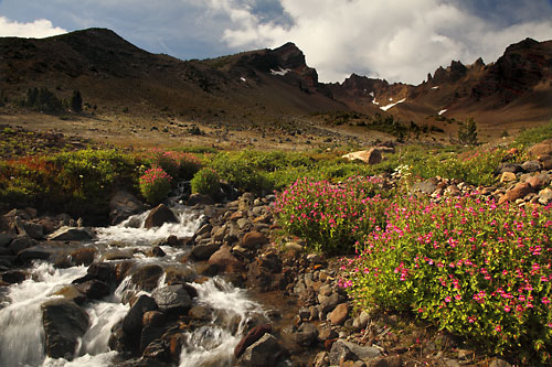 Wildflowers Broken Top Mountain Crater Creek, Bend, Oregon