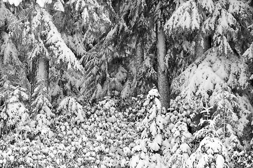 Black and White Photograph Winter Scene Forest Trees Fir, Oregon