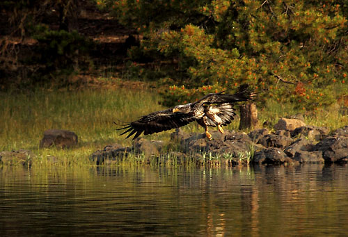 Bald Eagle Fishing, Cascade Mountains, Oregon, photographer - David Whitten Photography