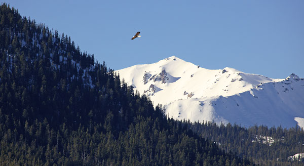 Bald Eagle flying over Diamond Peak and Odell Lake Oregon