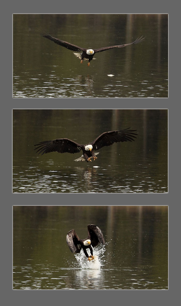 Eagle catching a fish, Cascade Lakes Oregon Photographer David Whitten