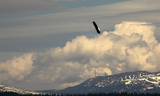Bald Eagle Soaring Photograph, Cascade Mountains, Oregon - David Whitten Photography