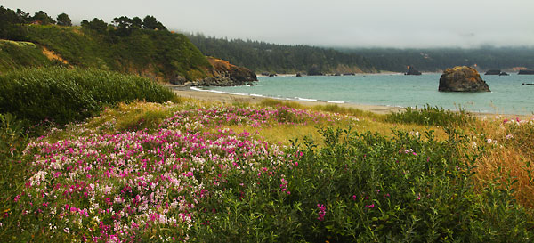 Wild Flowers Oregon Coast Port Orford Oregon