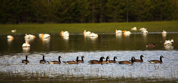 Geese and Pelicans Crane Prairie Oregon