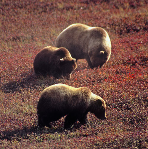 Grizzly Bears, Momma bear with cubs, Denali National Park, Alaska, photographer - David Whitten Photography davidwhittenphoto.com