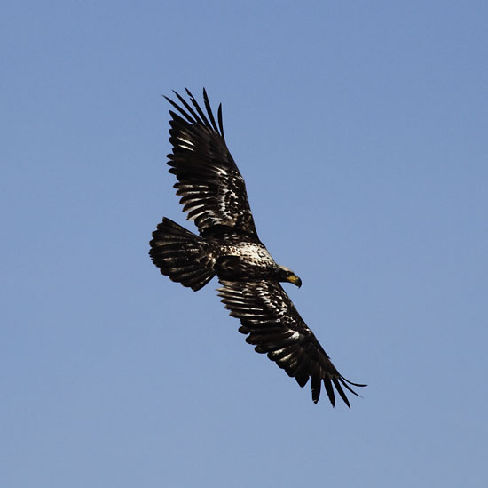 juvenile bald eagle Crane Prairie Lake, Oregon