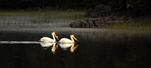 Pelicans, Crane Prairie Lake, Oregon