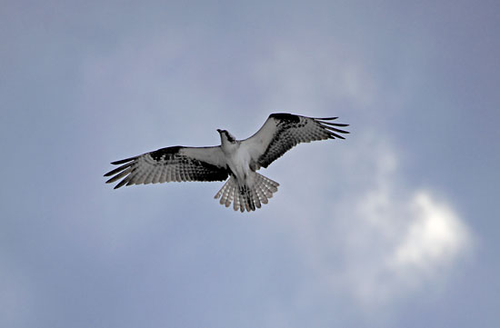 Osprey, Crane Prairie Lake, Oregon