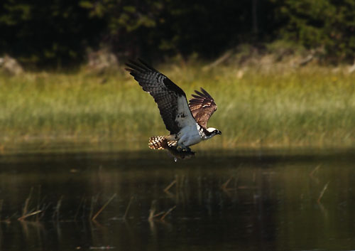 osprey with fish Crane Prairie Oregon