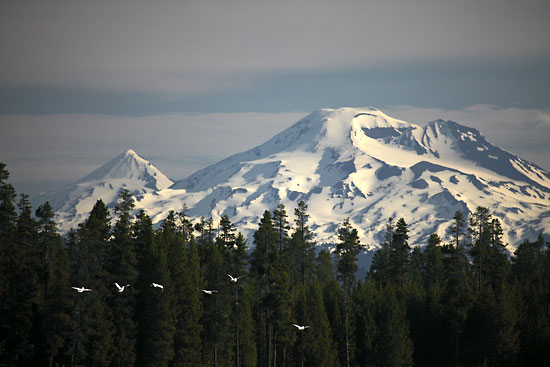 South Sister and Middle Sister with pelicans over Crane Prairie Lake, Oregon