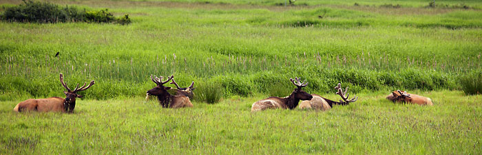 Roosevelt Elk Reedsport Oregon Coast Range