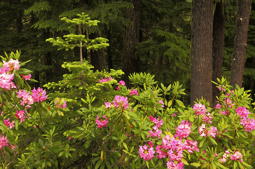 Rhododendrons and Douglas Fir, Oregon, Cascade Mountains photographer - David Whitten Photography davidwhittenphoto.com