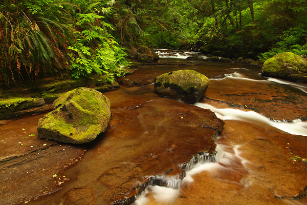 Sweet Creek Oregon Coast Range Mapleton