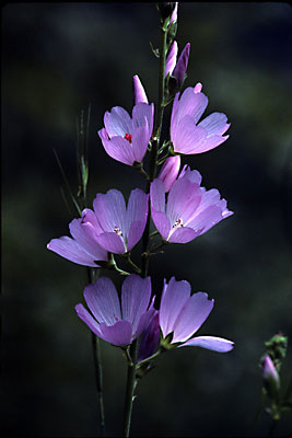 Checkerblooms, Wasatch Mountains, Utah