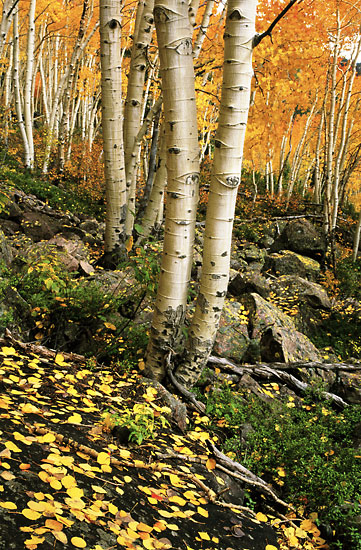 Autumn Aspen Trees Fall Foliage Uinta Mountains Utah photographer David Whitten davidwhittenphoto.com