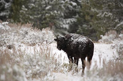 Bison photo (Buffalo) Grand Teton National Park Wyoming Jackson Hole wildlife photography