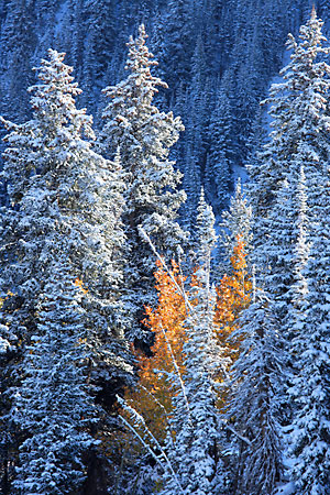 Autumn Aspen Trees, Wasatch Mountains photos, Utah