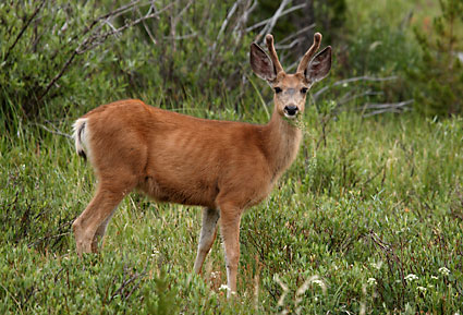 Mule Deer photographs Buck Uinta Mountains Utah