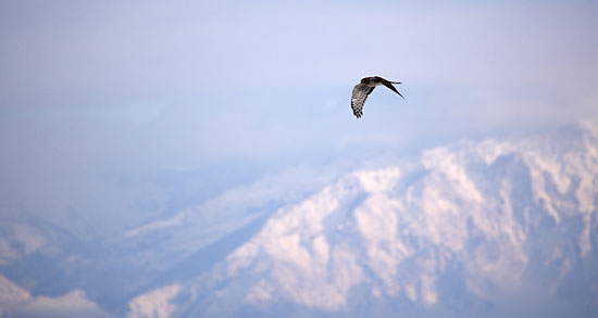 Hawk Bear River Migratory Bird Refuge Utah