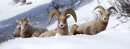 Bighorn Sheep Gros Ventre Mountains Wyoming