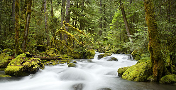 Rainforest River Photograph Cascade Mountains, Oregon panorama