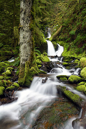 Whitehead Creek Rain Forest near Oakridge, Oregon