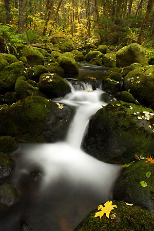 Moss Stream Cascades Bigleaf Maple Leaves Huckleberry Creek, Willamette National Forest Oregon