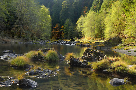 Steamboat Creek Autumn Willamette National Forest Oregon
