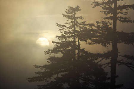 Sunset through Fog Willamette National Forest Oregon