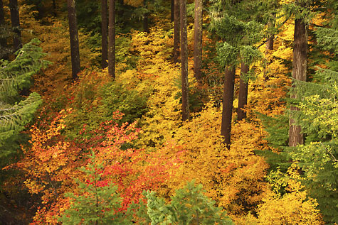 Autumn Foliage undergrowth among Douglas Fir, Willamette Pass, Oregon.
