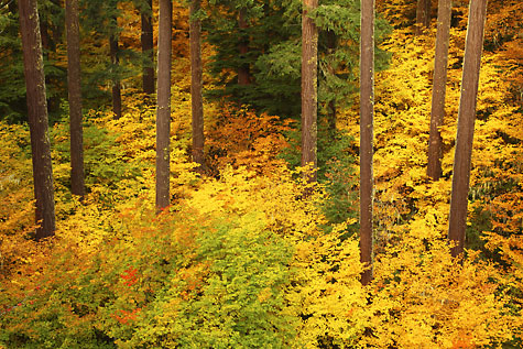 Autumn Foliage undergrowth among Douglas Fir, Willamette Pass, Oregon.