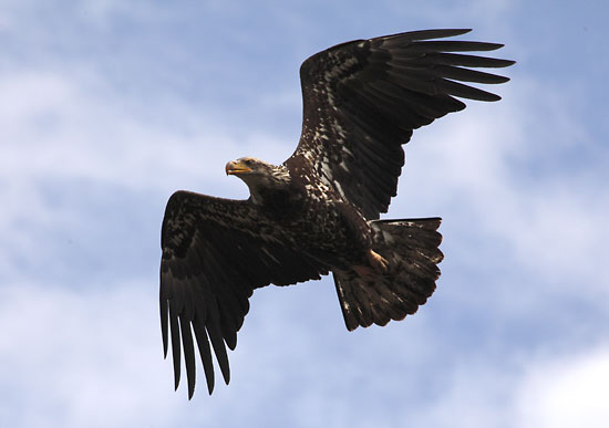 Juvenile Bald Eagle Photographer David Whitten Wildlife