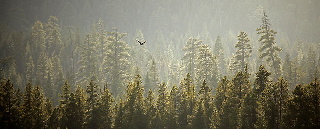 Osprey Flight Wildlife photographer David Whitten