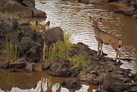 Mule Deer, Cascade Lakes, Oregon photographer David Whitten