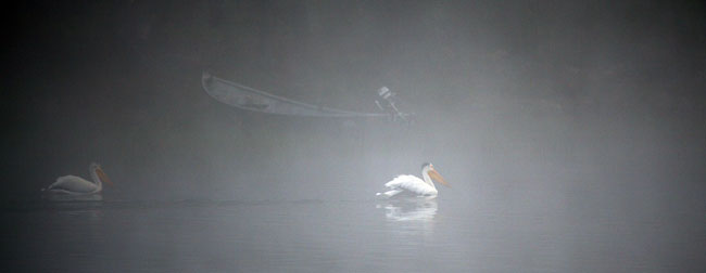 American White Pelicans, Cascade Lakes, Oregon photo - Photographer David Whitten