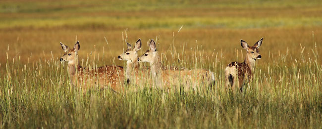 Wildlife Photograph, Mule Deer Fawns - Photographer David Whitten