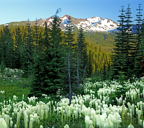 Beargrass, Diamond Peak photo, Cascade Mountains, Oregon Limited Edition Photograph