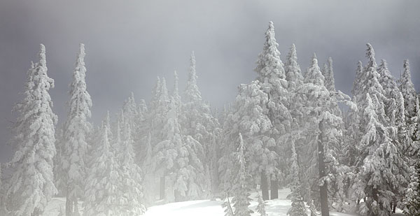 Snow Scene photograph In The Clouds Cascade Mountains Oregon Douglas fir