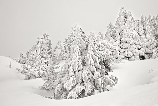 Snow Scene Winter Forest, Cascade Mountains, Utah