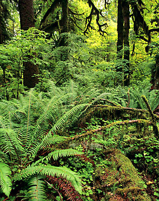 Hoh Rain forest Olympic National Park Washington