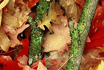 Fall Leaves Lichen Oak and Maple Zion National Park Utah Autumn Foliage