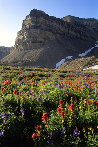 Wildflowers Mt. Timpanogos Indian Paintbrush Lupine Wasatch Mountains Utah photographs