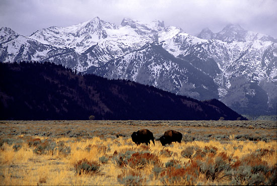 Bison Buffalo Grand Teton National Park Wyoming - wildlife photographer David Whitten